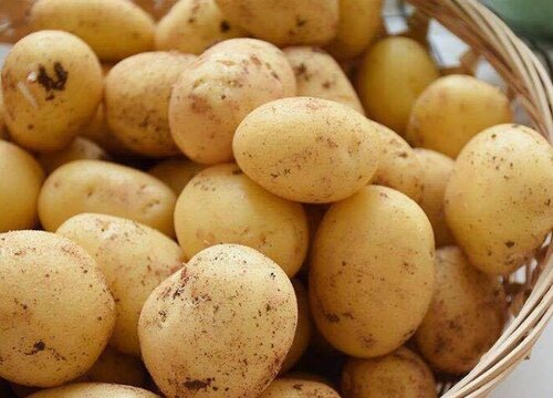 土豆的保存最佳方法