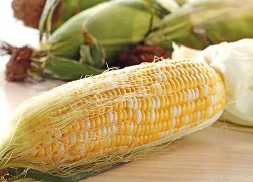 新鲜玉米可以冷冻保存吗