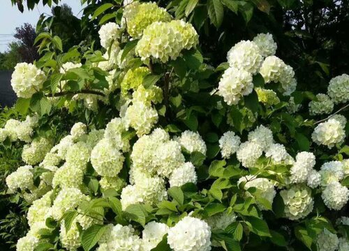 绣球花为什么只长叶子不开花