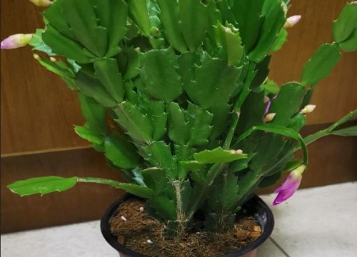 蟹爪兰为什么不开花