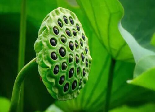水果莲蓬可以生吃吗