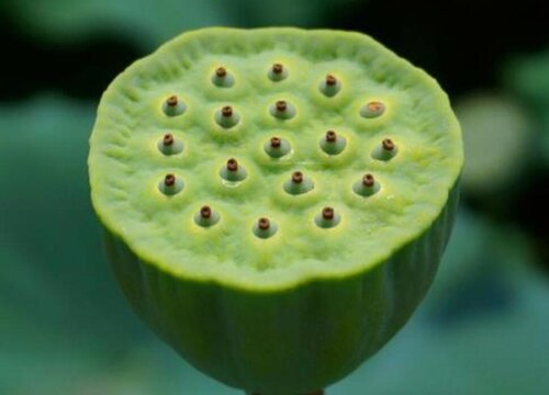 水果莲蓬可以生吃吗