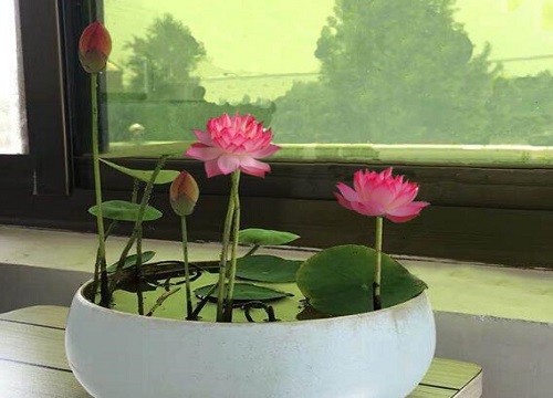 碗莲只长叶子不开花怎么办