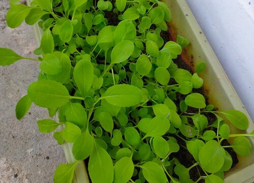 鸡毛菜是油菜吗