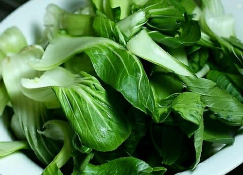 鸡毛菜是油菜吗