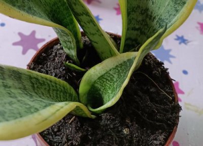 虎皮兰什么品种珍贵 虎皮兰有几个品种最贵