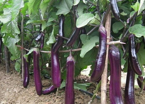 茄子要剥皮吗
