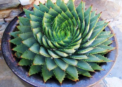 芦荟生长习性 芦荟的种植方法