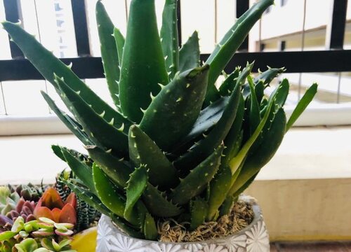 芦荟的种植方法