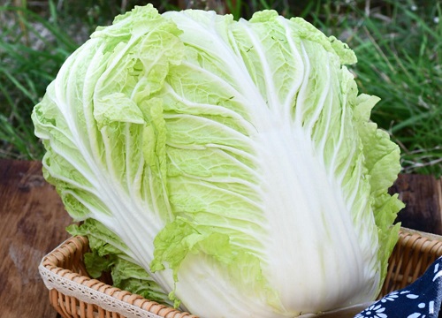 大白菜可以生吃吗