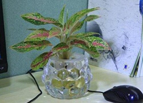 粗肋草品种