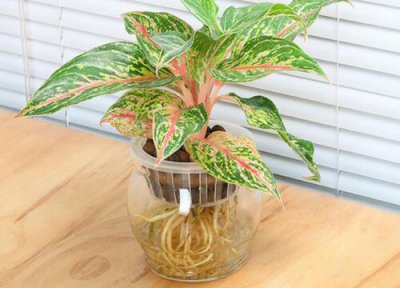 粗肋草品种 粗肋草类植物