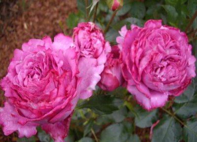 伊芙金伯爵月季优点 伊芙金伯爵月季的优缺点