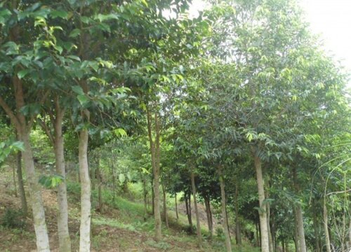 沉香茶属于什么茶
