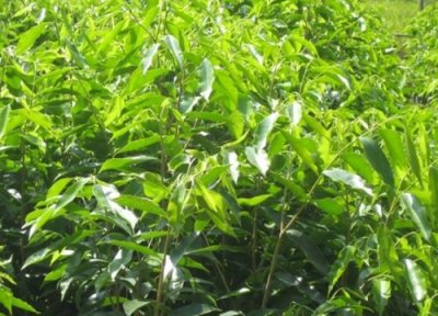 沉香茶属于什么茶 沉香茶的功效与作用