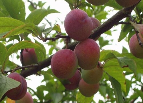 西梅可以冷冻保存吗