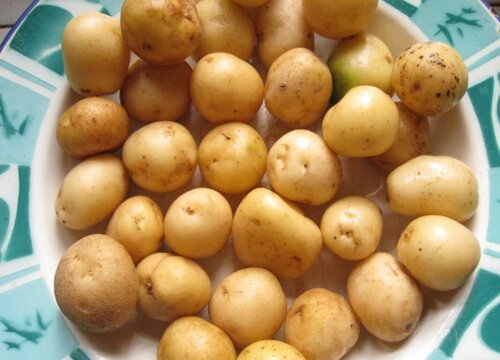 宠物狗狗可以吃土豆吗