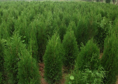 侧柏属于什么类植物