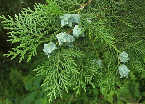 侧柏属于什么类植物