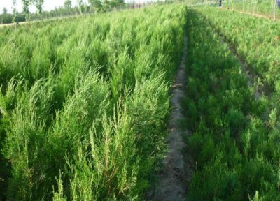 侧柏是什么植物 侧柏属于什么类植物