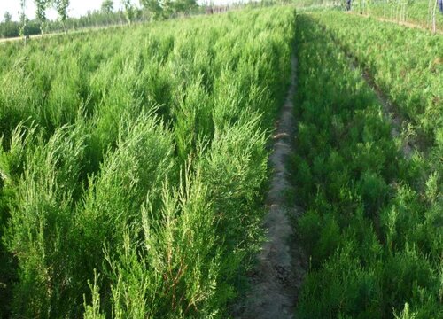 侧柏属于什么类植物