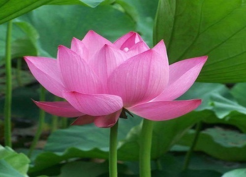 莲花品种
