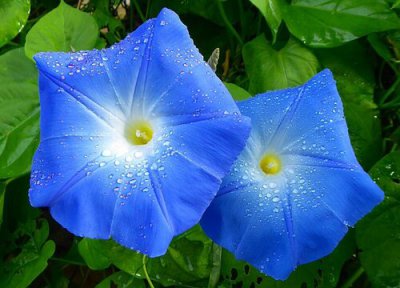 牵牛花开放季节 牵?；谑裁醇窘?/></i><h2>牵?；偶窘?牵?；谑裁醇窘?/h2><p>一个生活小知识，为大家介绍牵?；偶窘诤颓Ｅ；ㄌ氐悖约扒Ｅ；ㄑ拥幕疤?，接下来本站小编为大家介绍。牵?；ㄊ潜冉铣＜囊恢只ǘ?/p></a></li>
          </ul>
        </div>
      </div>
    </div>
    <div   id=