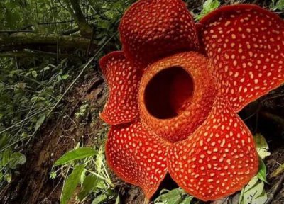 大王花有毒吗 大王花是否有毒