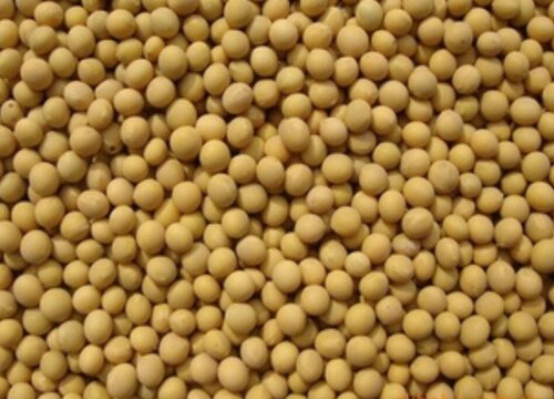 大豆几月份收获