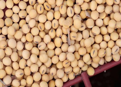 大豆收获时间 大豆几月份收获