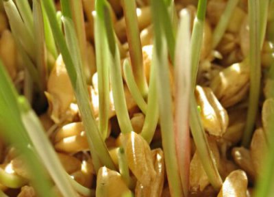 豆芽冷冻保存 豆芽可以冷冻保存吗