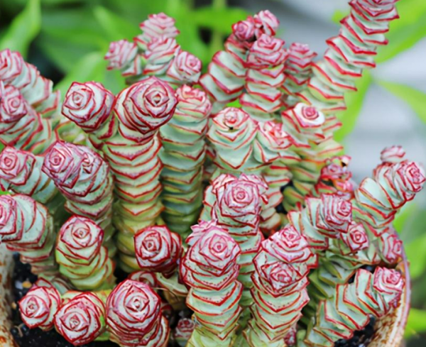 钱串子花有毒吗