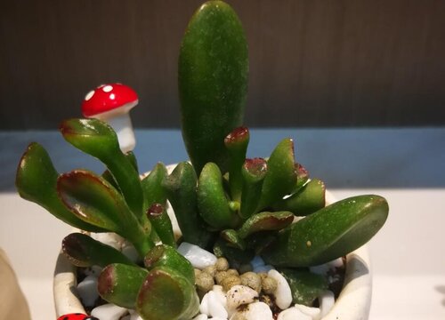 多肉能不能晒太阳