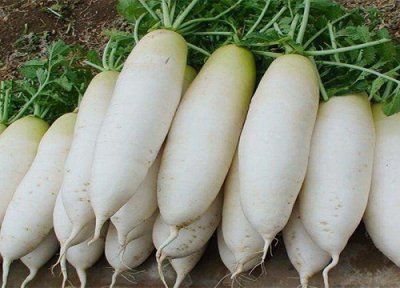 萝卜收获时间 萝卜几月份收获