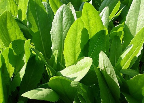 莴笋叶是油麦菜吗