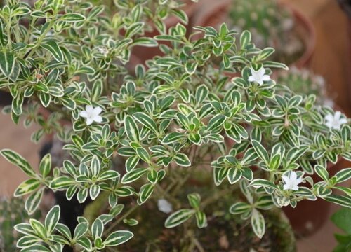 六月雪会开花吗