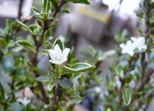 六月雪会开花吗