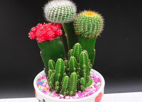 仙人掌的种植方法