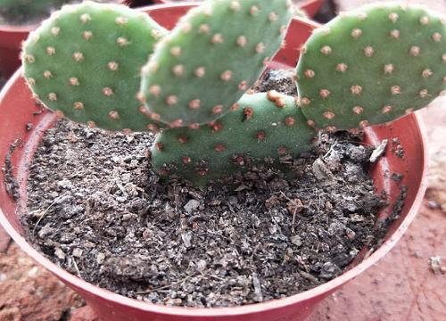 仙人掌的生长过程