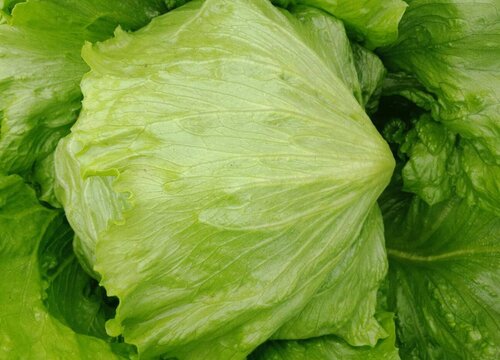 西生菜可以生吃吗