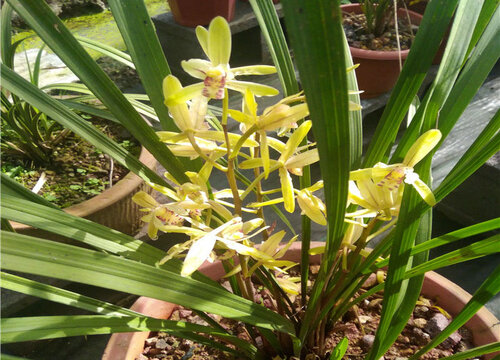 兰花的种植方法