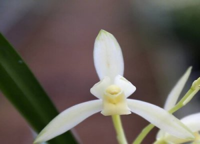 兰花生长习性 兰花的种植方法
