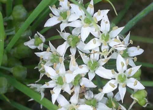 韭菜花可以生吃吗