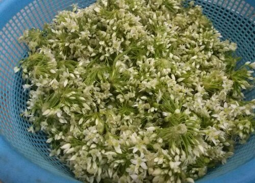 韭菜花可以生吃吗