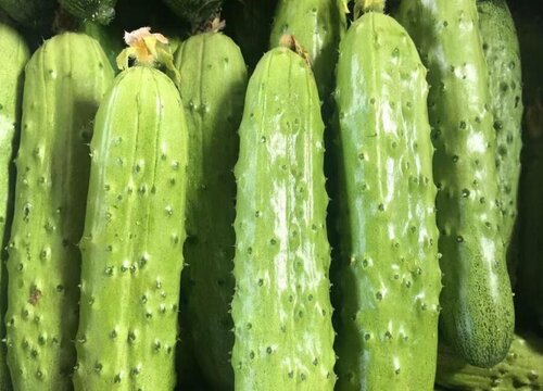 黄瓜成熟期多少天