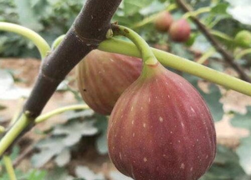 无花果根的功效与作用及食用方法