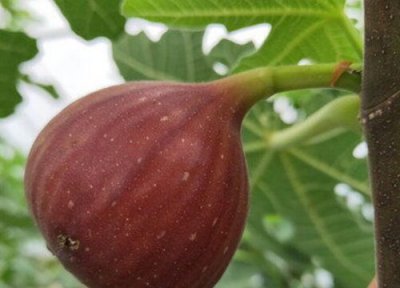 无花果根的功效与作用 无花果根的功效与作用及食用方法
