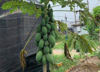 木瓜树作用 木瓜树有什么作用