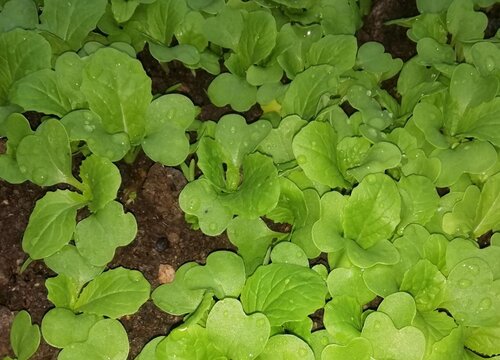 白菜几月份收获