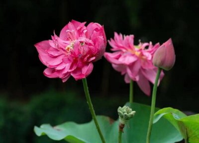 长叶子不开花原因 一叶莲为什么只长叶子不开花